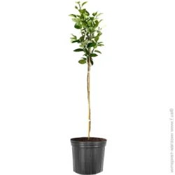 Саженец груши 1 р (C7)