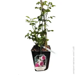 Саженец Декоплант розы Кордес (5л)