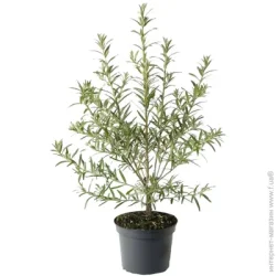 Саженец Облепихи 5 л