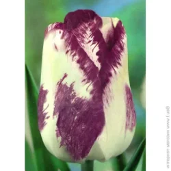 Яскрава Луковица 3 шт.