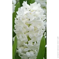 Яскрава Луковица Antarctica 2 шт.