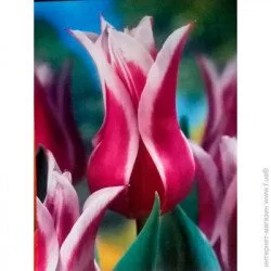 Яскрава Луковица лилиевидный Ballade 3 шт.