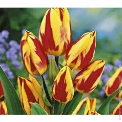 Яскрава Луковица Тюльпан многоцветковый Colour Spectacle 3 шт.