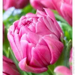 Яскрава Луковица Double Margarita 3 шт.