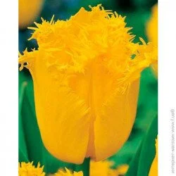 Яскрава Луковица бахромчатый Hamilton 3 шт.