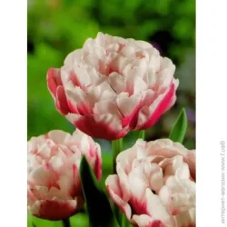 Яскрава Луковица Тюльпан двойной Horizon 3 шт.