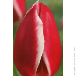 Яскрава Луковица Тюльпан гигантский Nashville 3 шт.