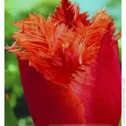 Яскрава Луковица Тюльпан бахромчатый Noranda 3 шт.