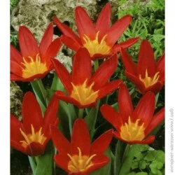 Яскрава Луковица Тюльпан гибрид Кауфмана Scarlet Baby 3 шт.