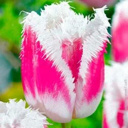 Яскрава Луковица бахромчатый Siesta 3 шт.