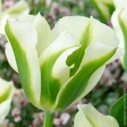 Яскрава Луковица Тюльпан виридифлора Spring Green 3 шт.