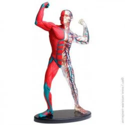 Модель Edu-Toys сборная, 19 см (SK056)