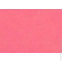 Rosa Talent     165FW-H005 1-1,4 , 21,528 