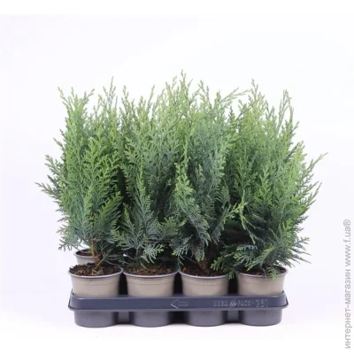   1125-30 laws Columnaris