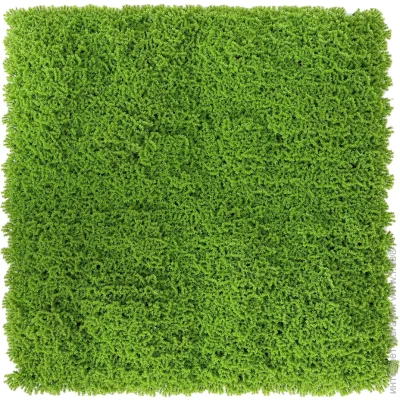         50x50 