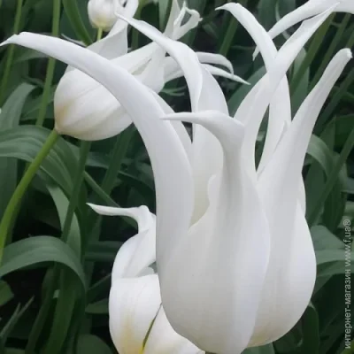    White Star 3 .
