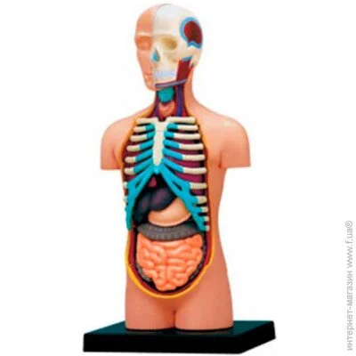   4D Master   (FM-626003)