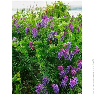 Професійне Насіння Насіння Віка 500 г (4820176697219) 500 г Професійне Насіння Насіння Віка 500 г (4820176697219) 500 г