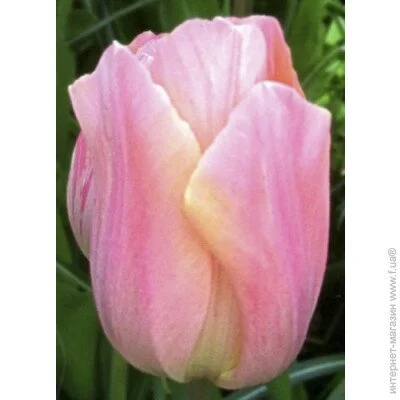     Apricot Beauty 3 .
