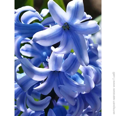   Blue Giant 2 .