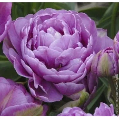    +  Lilac Perfection 3 .