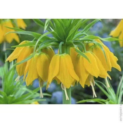    ( ) Lutea 1 .