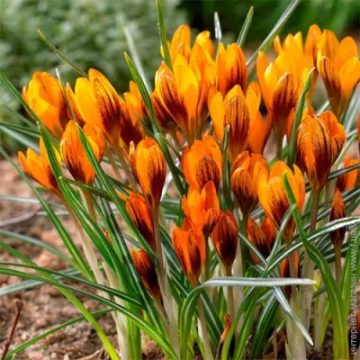     Orange Monarc 3 .
