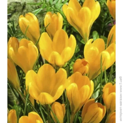     Yellow 5 .