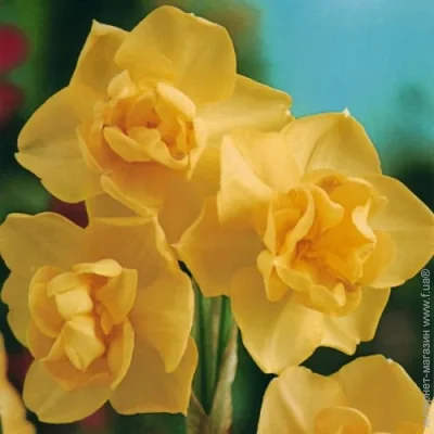     Yellow Cherfulness 2 .