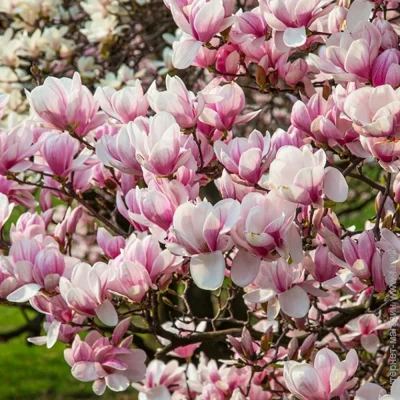  볿  (1257)