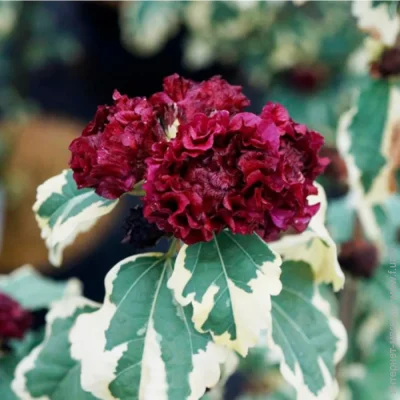 Саджанці гібіскусу махрового Пурпуреа Варієгата (1849) Саджанці гібіскусу махрового Пурпуреа Варієгата (1849)