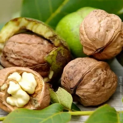 Саджанці грецького горіха Астахівський (привитий) (224) Саджанці грецького горіха Астахівський (привитий) (224)