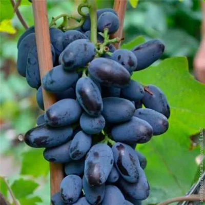 Саженцы винограда Байконур – 2-летний (1719) Саженцы винограда Байконур – 2-летний (1719)