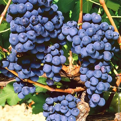 Саженцы винограда Мускат Блау – 2-летний (1733) Саженцы винограда Мускат Блау – 2-летний (1733)