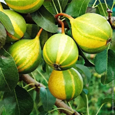 Саженцы азиатской груши Писанка - 2-летний (1859) Саженцы азиатской груши Писанка - 2-летний (1859)