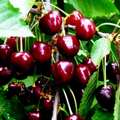 Саджанці вишні Шоколадниця - 2-річний (1864) Саджанці вишні Шоколадниця - 2-річний (1864)