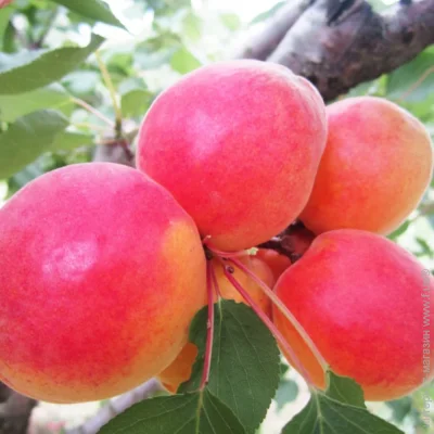 Саджанці абрикоса Робада - 2-річний (1873) Саджанці абрикоса Робада - 2-річний (1873)