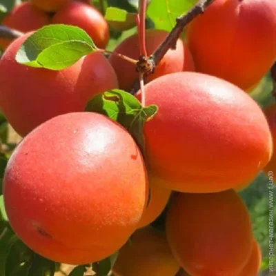 Саженцы абрикоса Майя Кот – 2-летний (1881) Саженцы абрикоса Майя Кот – 2-летний (1881)