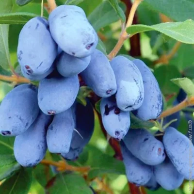 Саженцы жимолости Бореал Бист – 3-летний (1753) Саженцы жимолости Бореал Бист – 3-летний (1753)