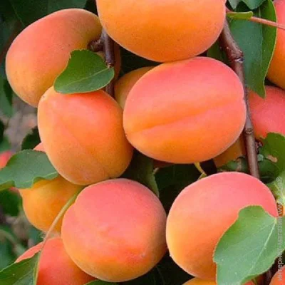 Живці абрикоса Пін Кот (5 штук) (2042) Живці абрикоса Пін Кот (5 штук) (2042)