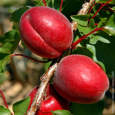 Живці абрикоса Рубіста (5 штук) (2044) Живці абрикоса Рубіста (5 штук) (2044)