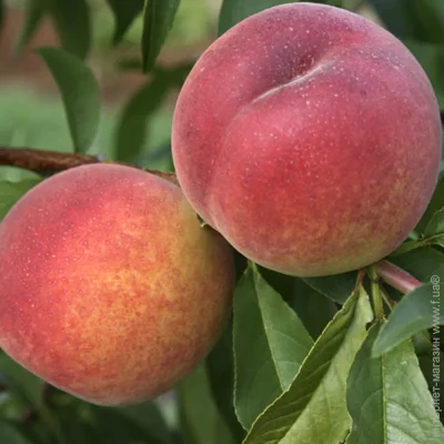 Живці персика Ред Хевен (5 штук) (2048) Живці персика Ред Хевен (5 штук) (2048)