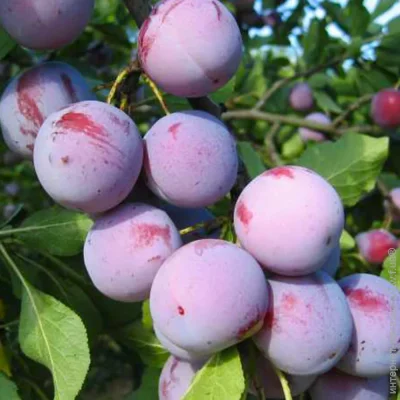 Садовий Розмай Живці сливи Анна Шпет (5 штук) (2055) Садовий Розмай Живці сливи Анна Шпет (5 штук) (2055)