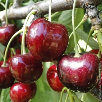 Живці черешні Валерій Чкалов (5 штук) (2059) Живці черешні Валерій Чкалов (5 штук) (2059)