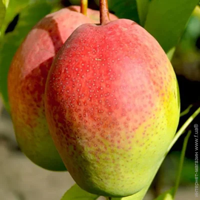 Живці груші Киргизька Красуня (5 штук) (2068) Живці груші Киргизька Красуня (5 штук) (2068)