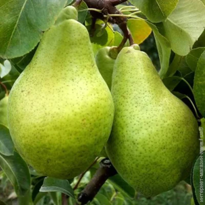 Живці груші Ноябрська (5 штук) (2071) Живці груші Ноябрська (5 штук) (2071)