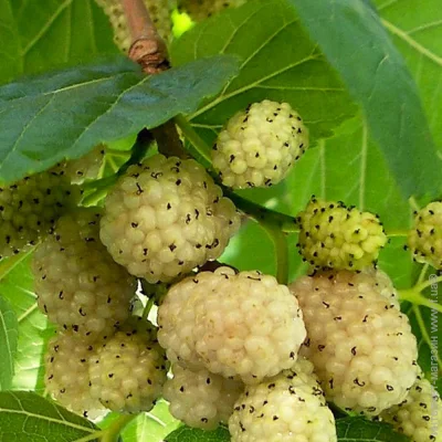 Живці шовковиці Біла Медова (5 штук) (2073) Живці шовковиці Біла Медова (5 штук) (2073)