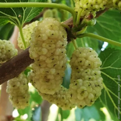 Живці шовковиці Вікторія (5 штук) (2074) Живці шовковиці Вікторія (5 штук) (2074)