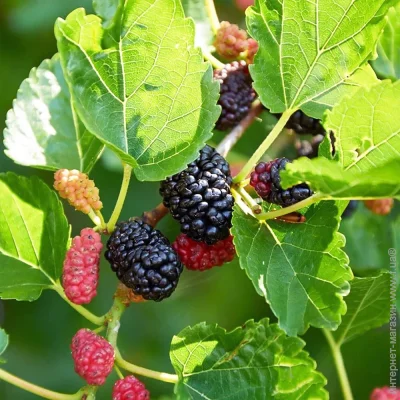 Живці шовковиці Чарівність (5 штук) (2079) Живці шовковиці Чарівність (5 штук) (2079)