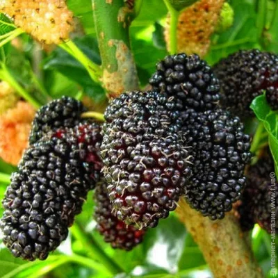 Живці шовковиці Шеллі (5 штук) (2081) Живці шовковиці Шеллі (5 штук) (2081)